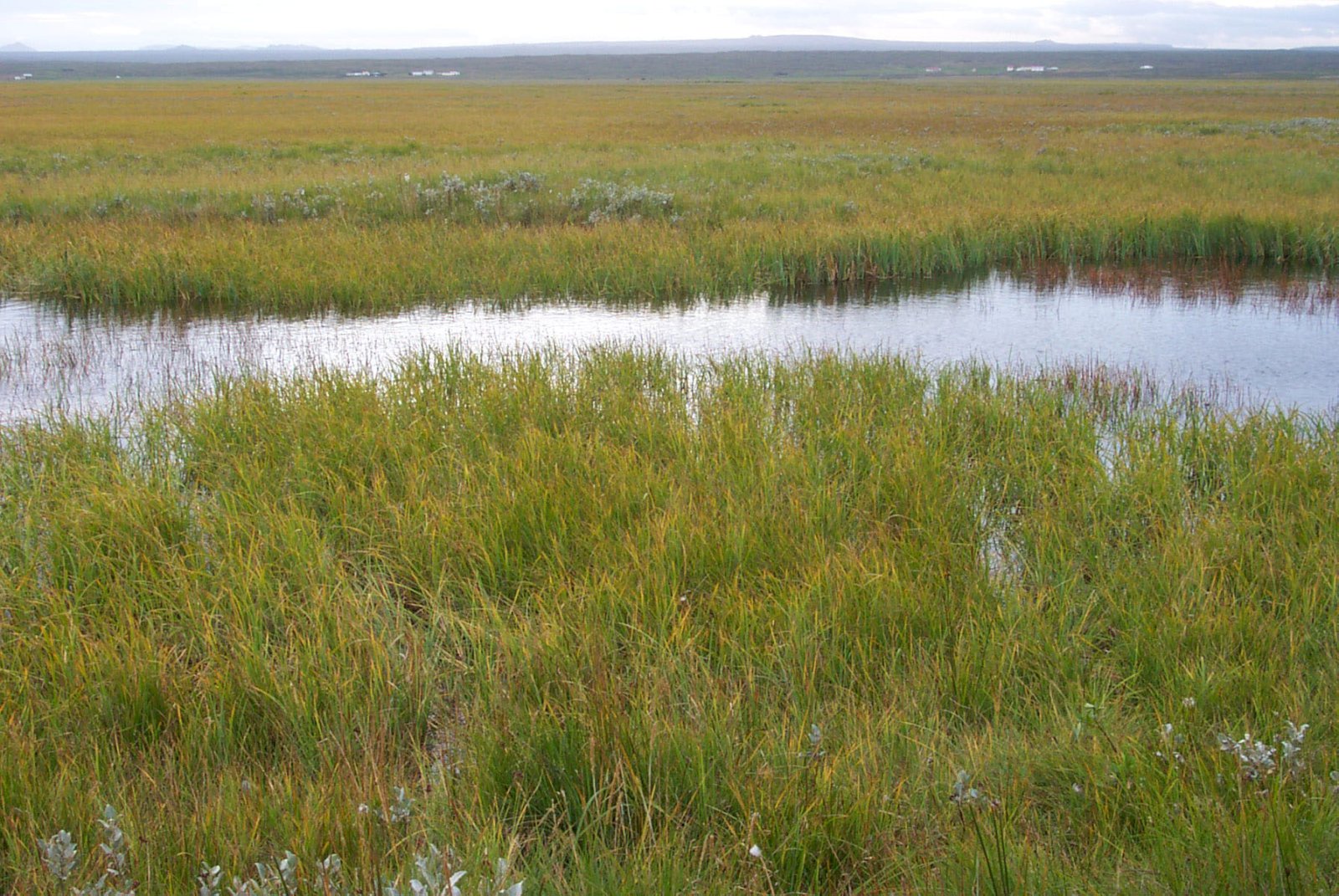 Endurheimt votlendis verður að byggja á traustum grunni