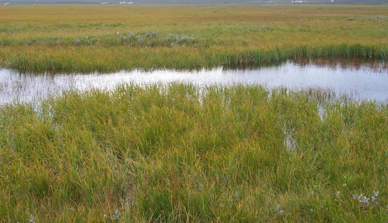 Endurheimt votlendis verður að byggja á traustum grunni