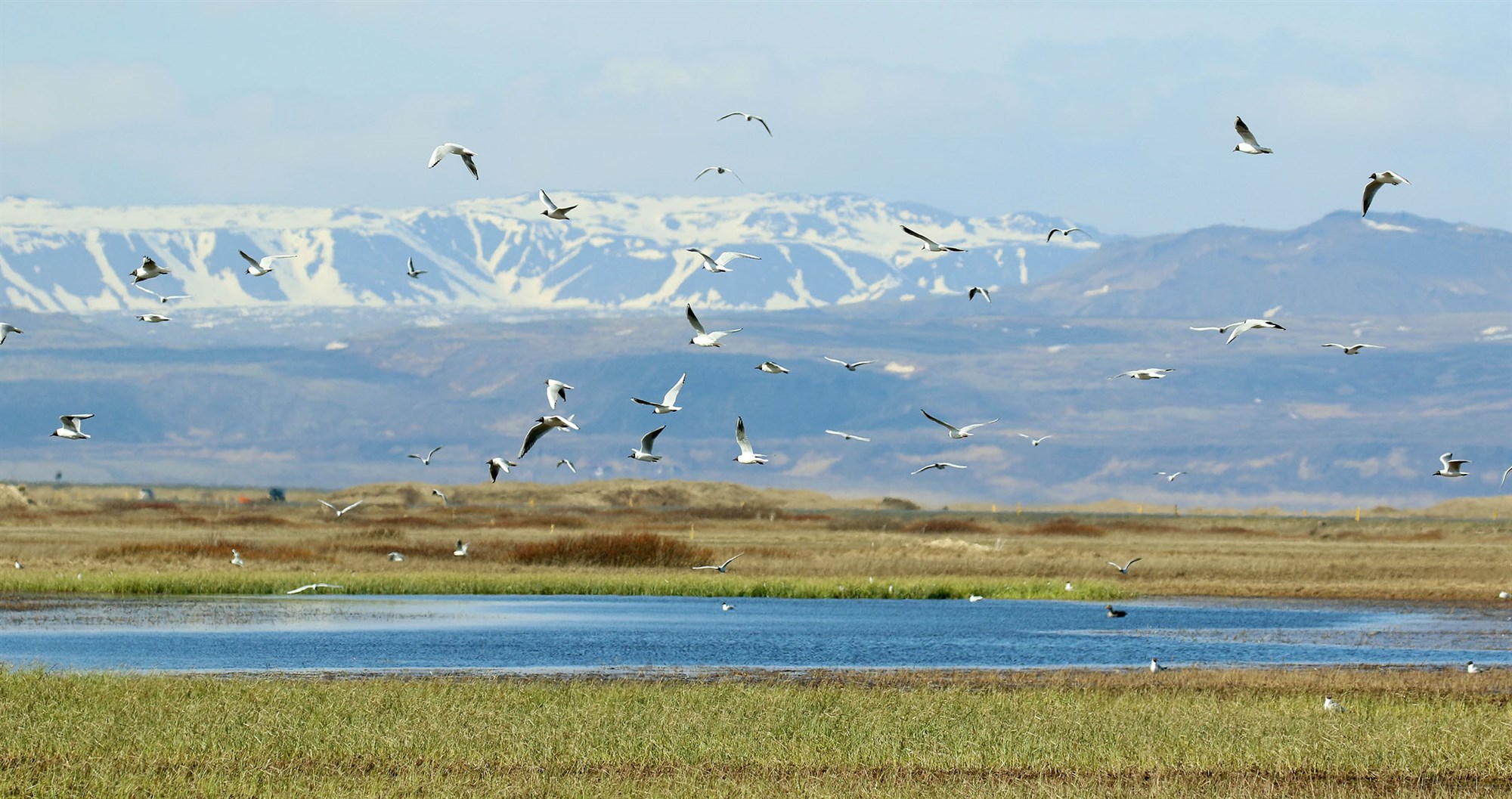 Mikilvægi og ábyrgð sveitarfélaga við vernd líffræðilegrar fjölbreytni