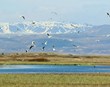 Mikilvægi og ábyrgð sveitarfélaga við vernd líffræðilegrar fjölbreytni