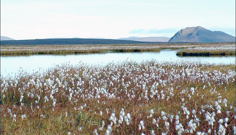 Verkefnisstjórn loftslagsaðgerða