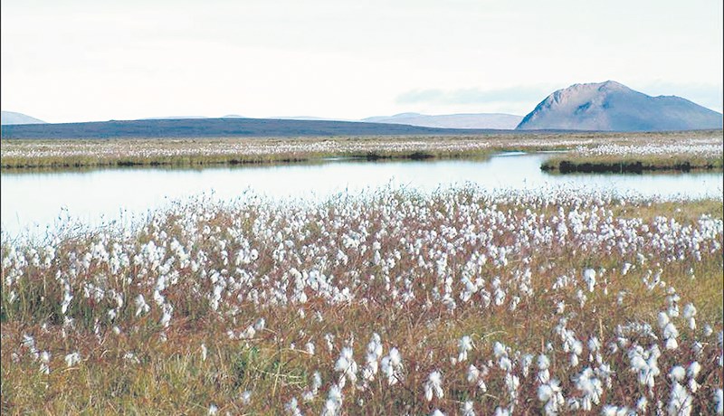 Af tilefni umræðu um endurheimt votlendis