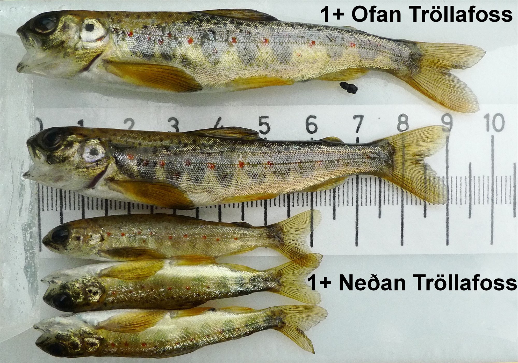Veiða – sleppa, er gagn af því?