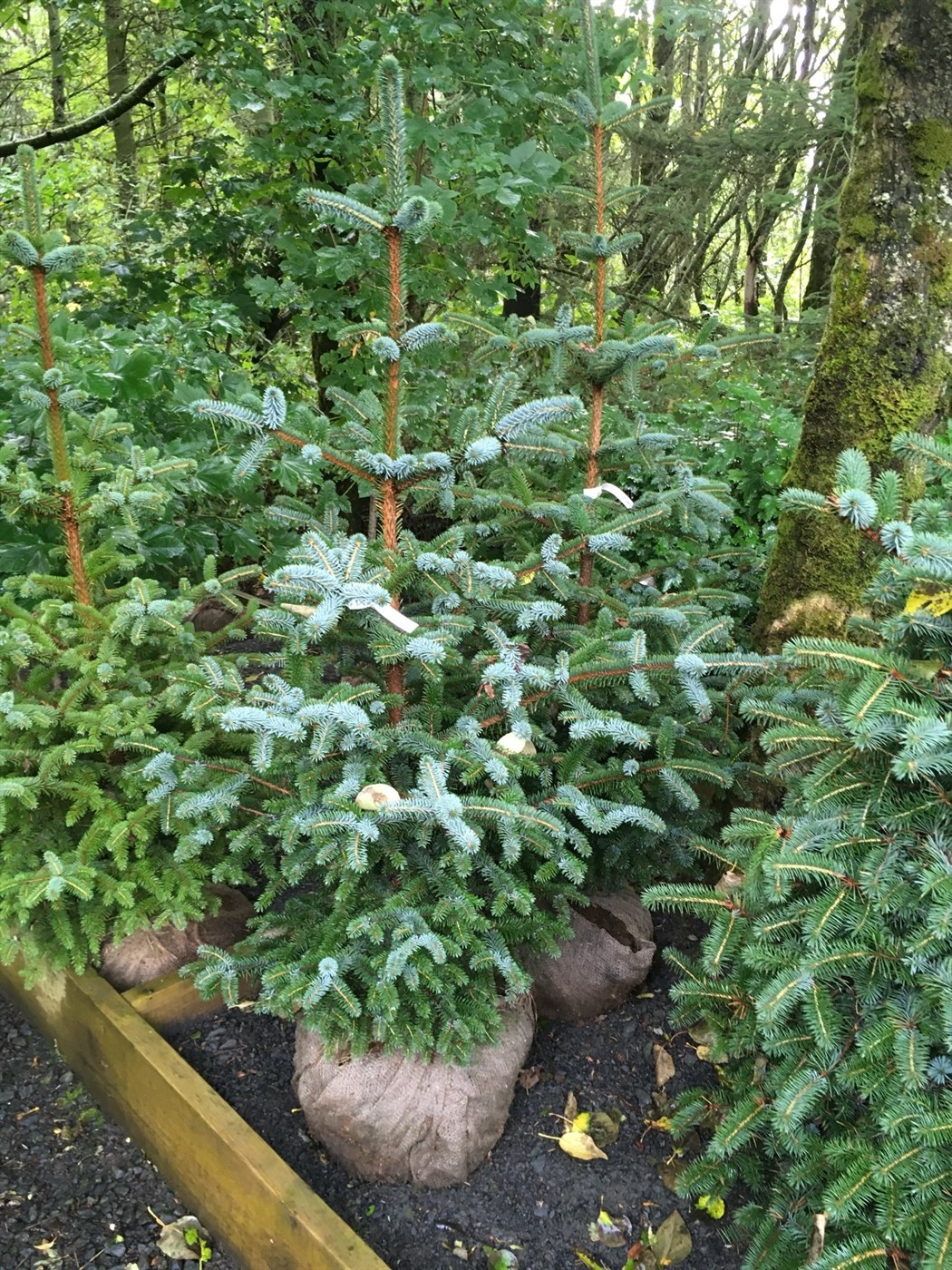 Gróðursetjum tré og runna á haustin