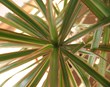 Dracaena – nægjusamur lofthreinsir