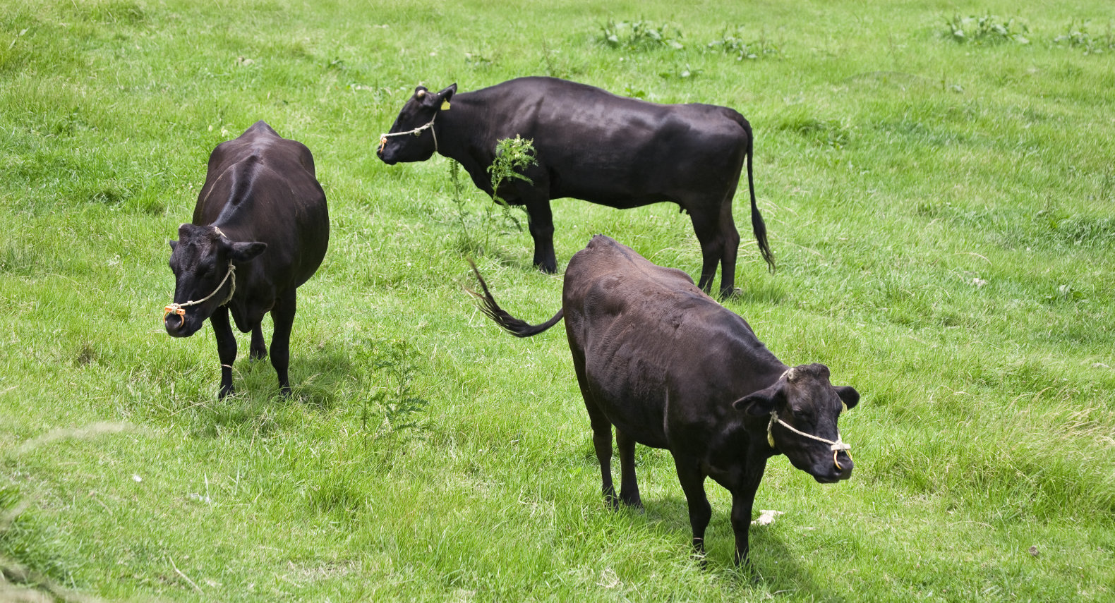 Stærsta dýraklónaverksmiðja í heimi reist í Kína