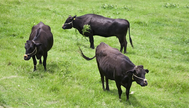 Stærsta dýraklónaverksmiðja í heimi reist í Kína