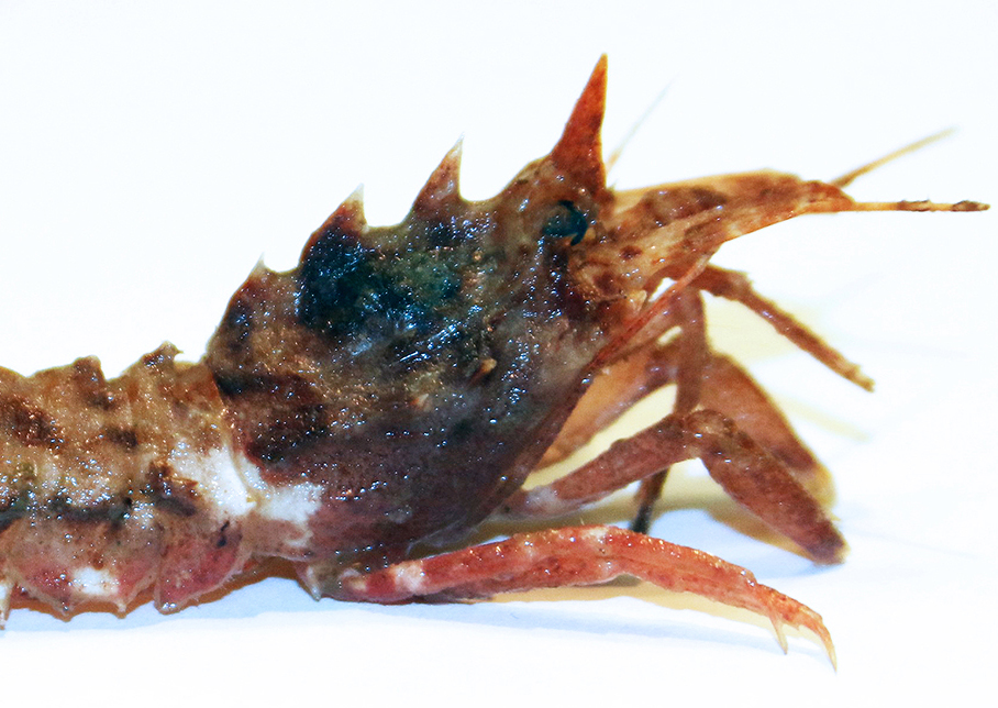 Um 25 rækjutegundir  finnast á Íslandsmiðum