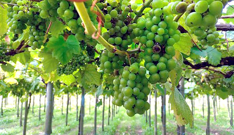 Stuðningur við landbúnað í ESB- ríkjum er 58,5 milljarðar evra