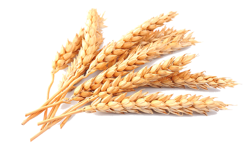 Kornræktin fær 198 milljónir á næsta ári