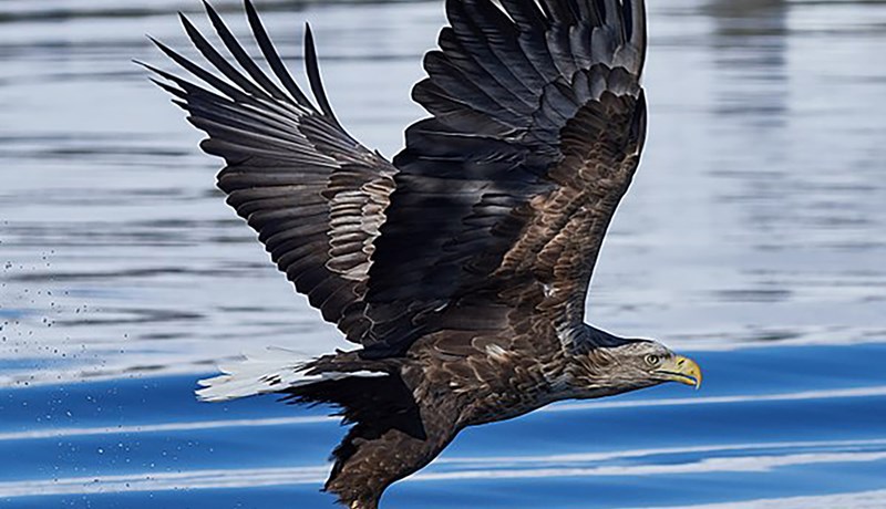 Fuglaflensusmit aldrei verið fleiri