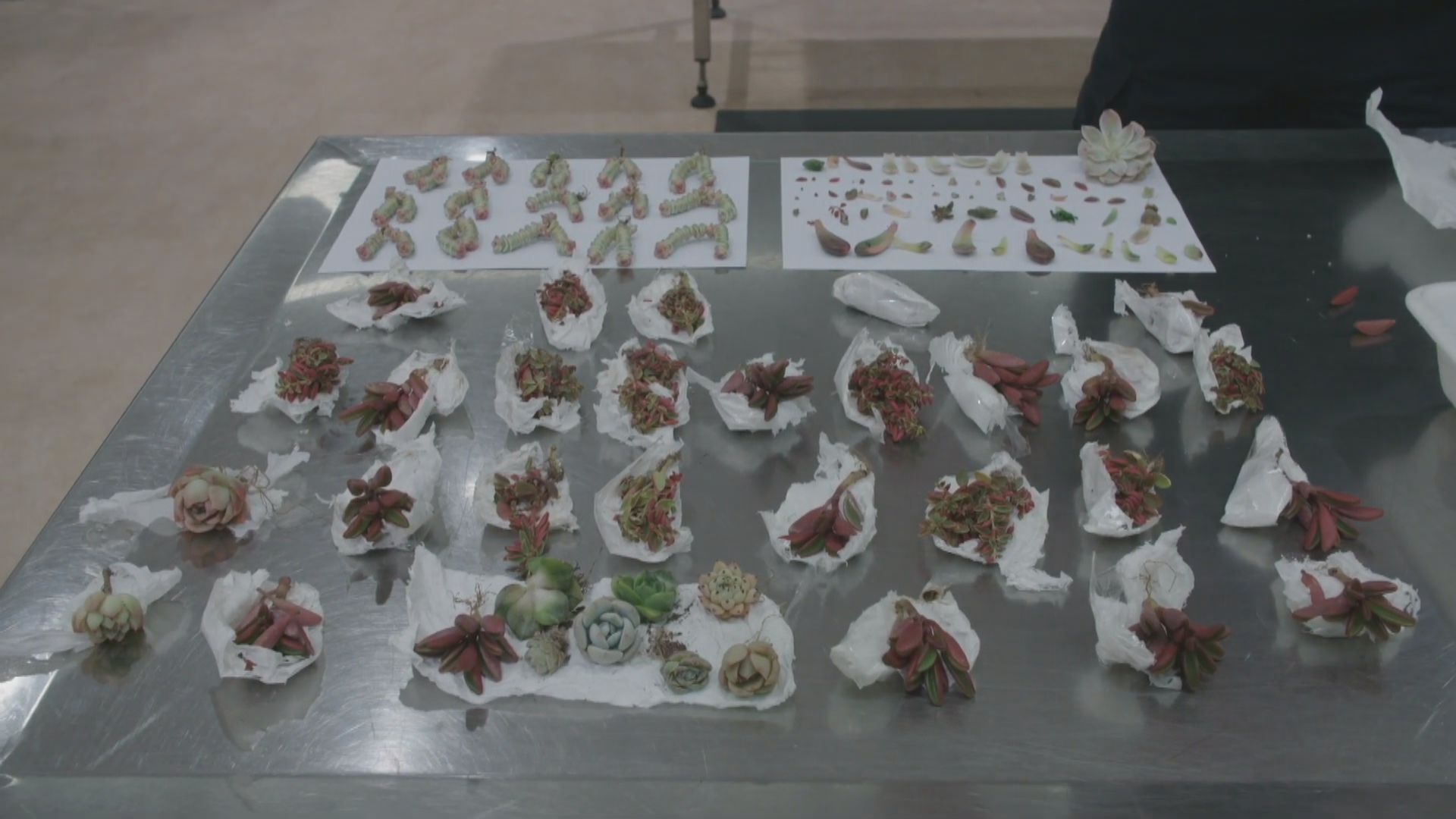 Með 1.000 kaktusa og þykkblöðunga innanklæða