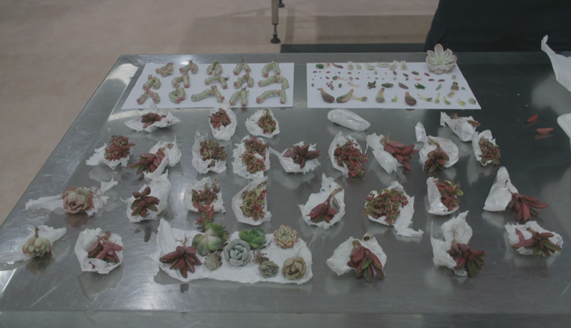 Með 1.000 kaktusa og þykkblöðunga innanklæða