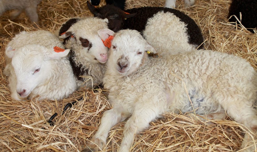 Lambakjöt hleðst upp í Noregi