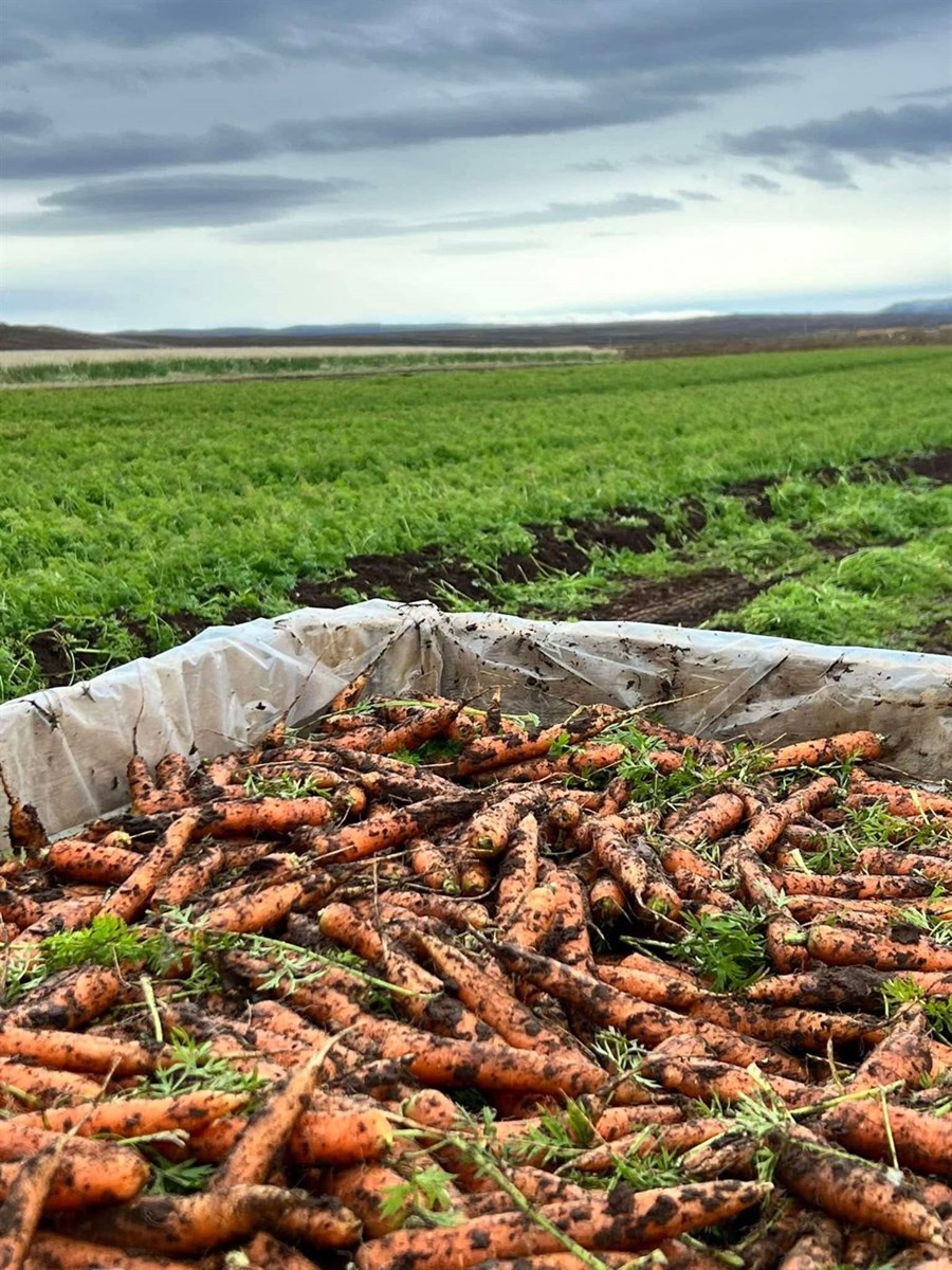 Nýuppteknar gulrætur úr akri bænda Akurs Organic.