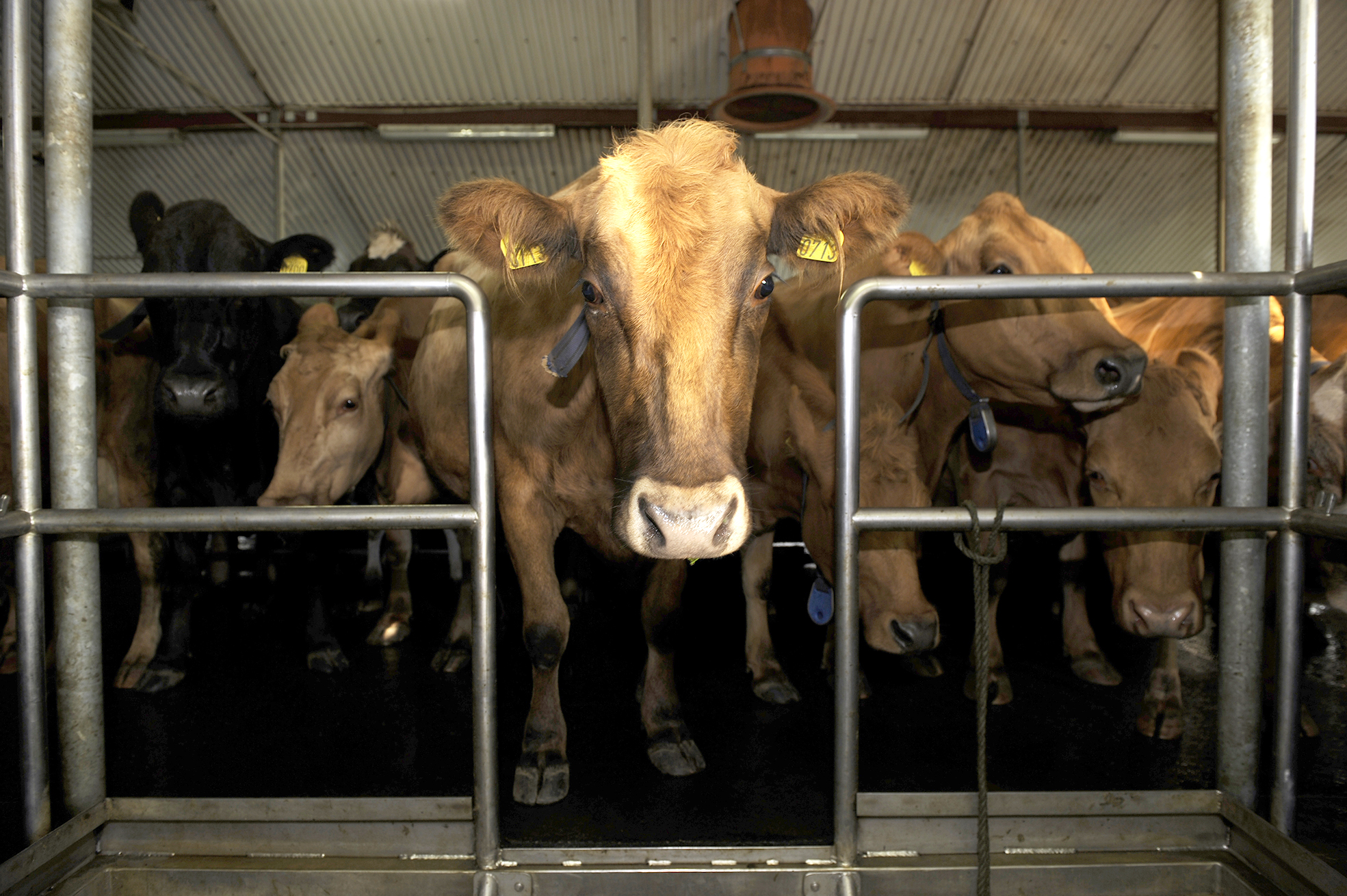 Eflum íslenska nautgriparækt