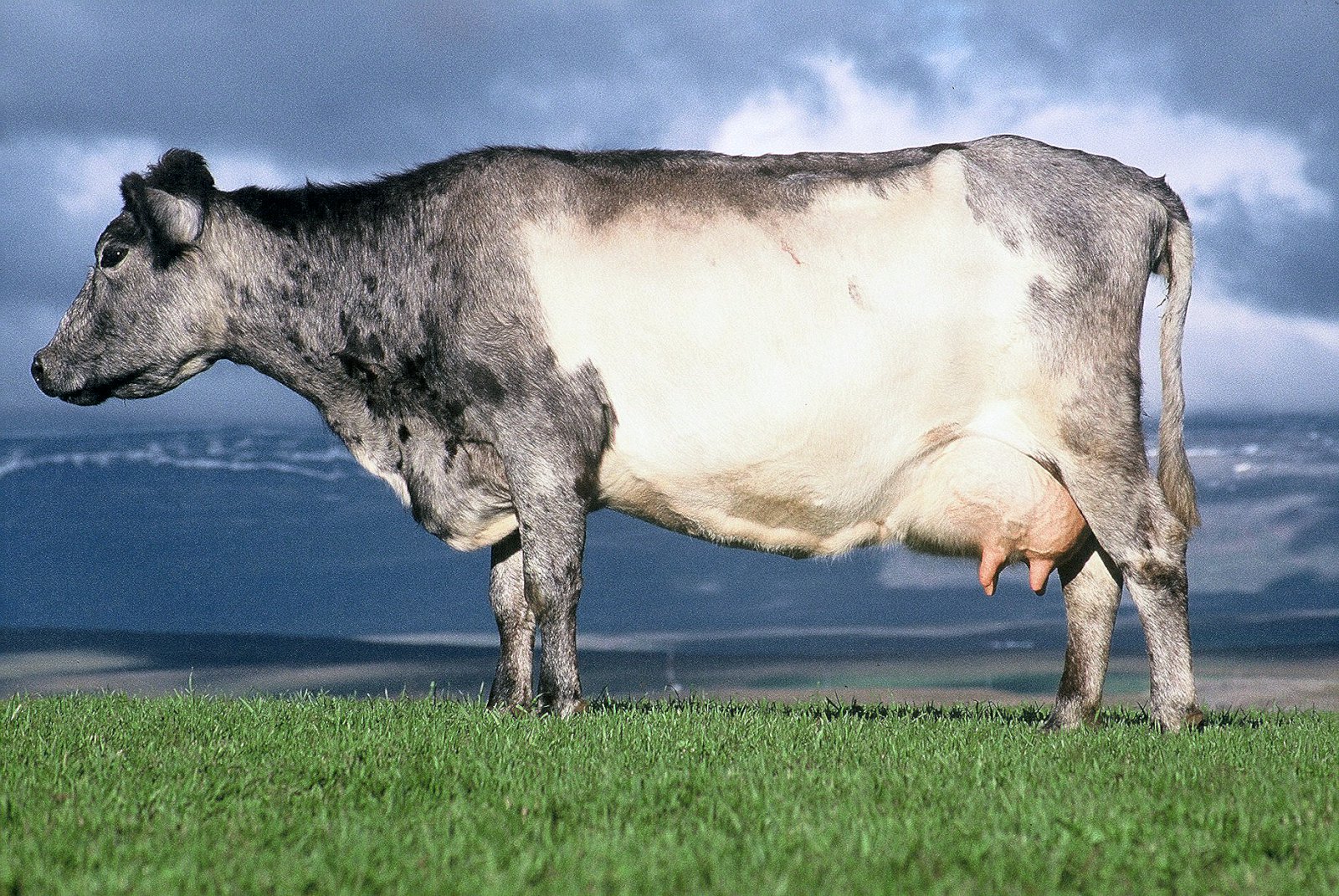 Fjölbreyttari stuðningur skapar  sóknarfæri fyrir kúabændur