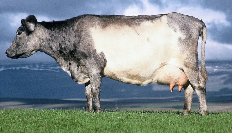 Fjölbreyttari stuðningur skapar sóknarfæri fyrir kúabændur