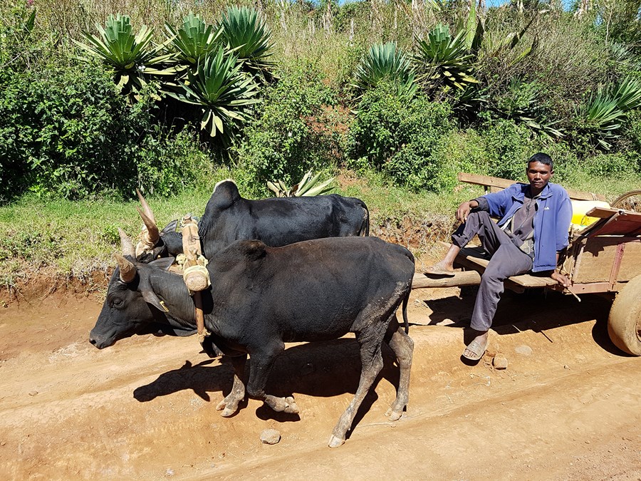 Múra múra er einkennisorð Madagaskar og merkir slappaðu af.
