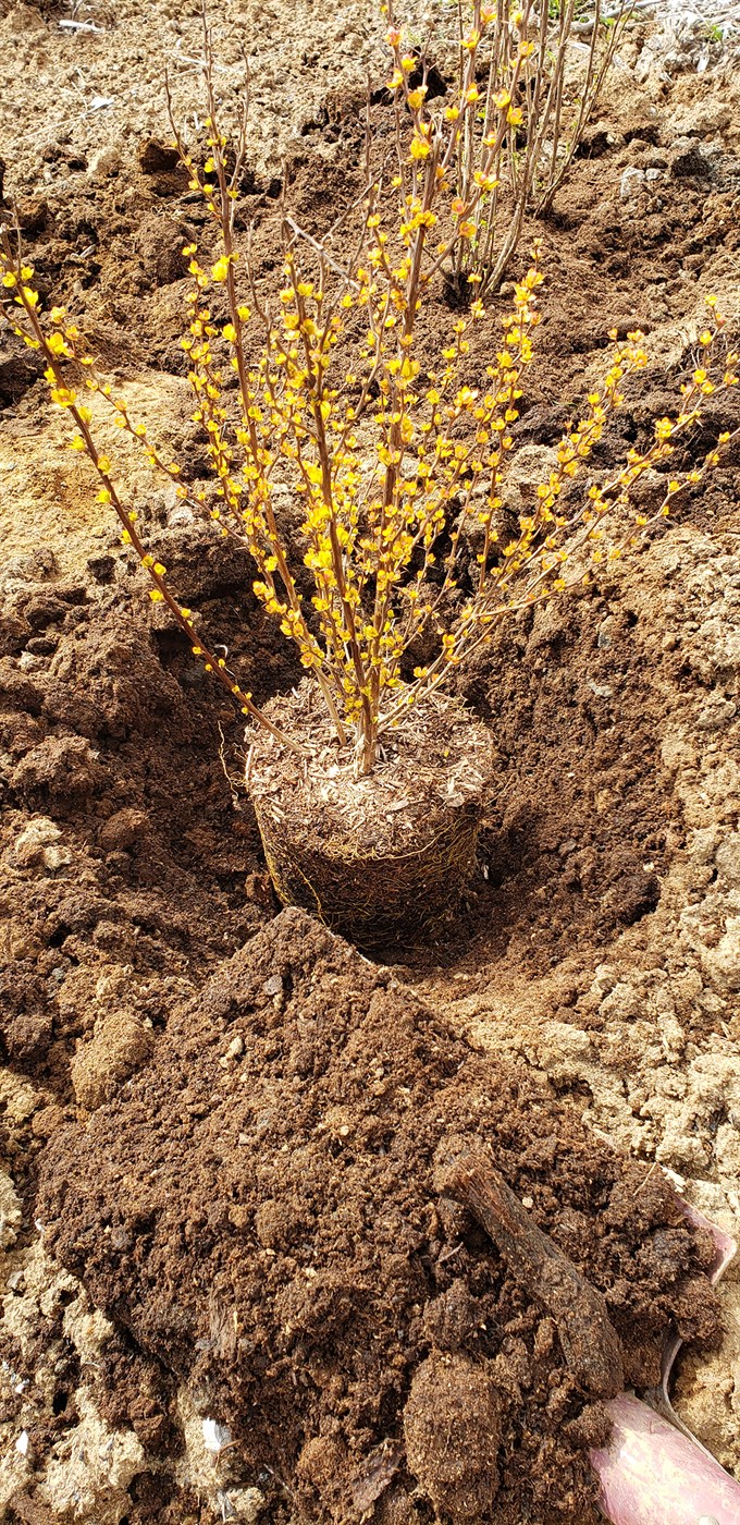 Gróðursetning á plöntum í pottum