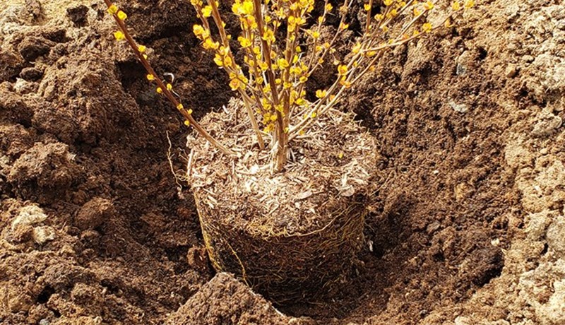 Gróðursetning á plöntum í pottum