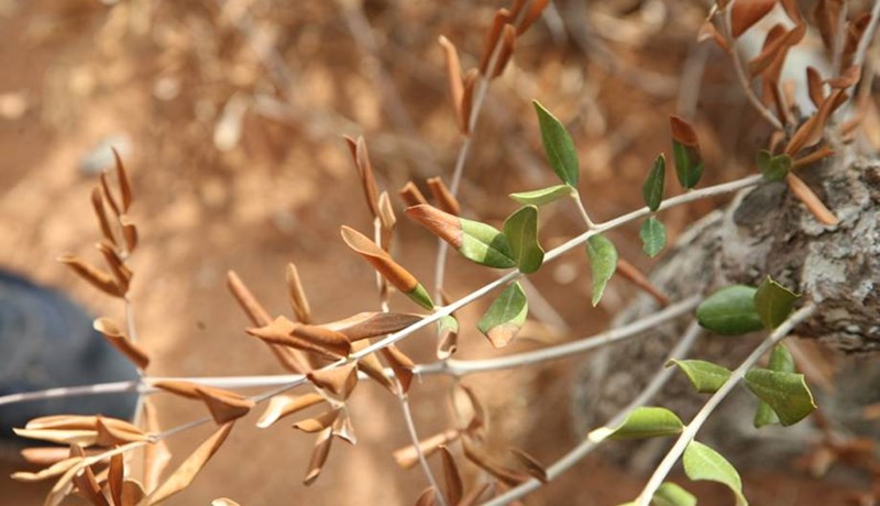 Bakteríusýking veldur miklum skaða á nytjaplöntum