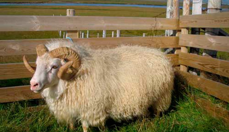 Orð um hluta sæðinga í sauðfjárræktarstarfinu