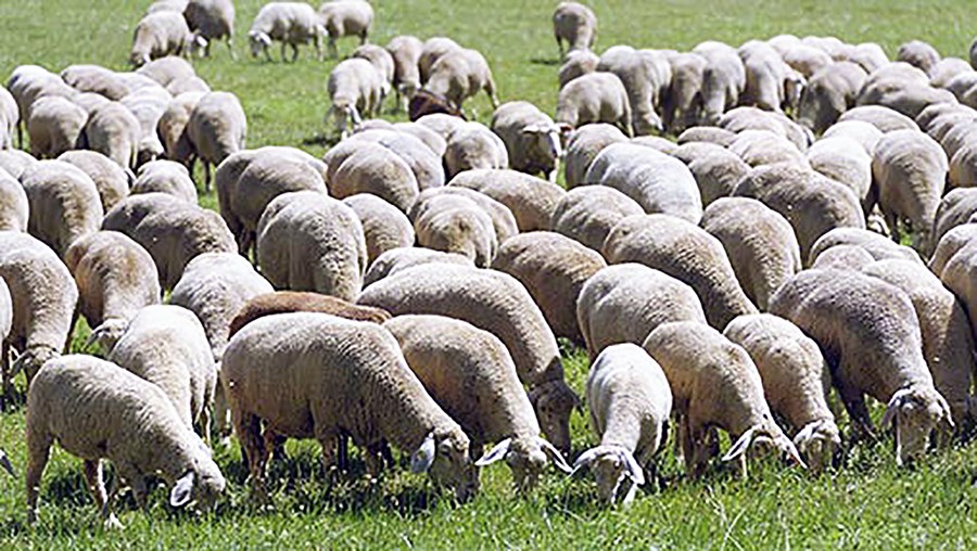 Tíðni banvænnar mæðuveiki eykst