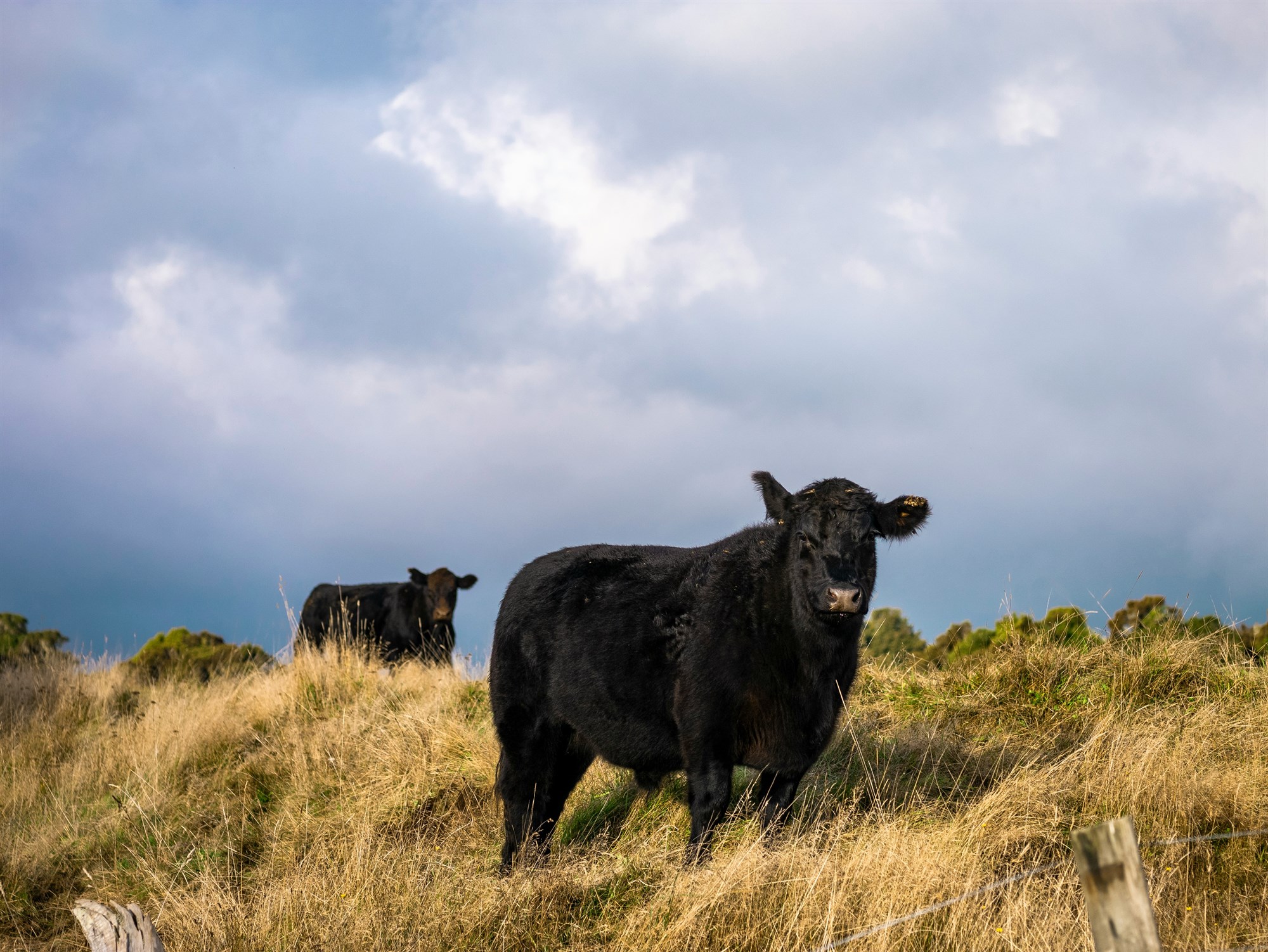 Erfðagalli í Angus-nautum