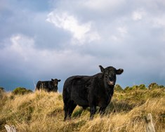 Erfðagalli í Angus-nautum
