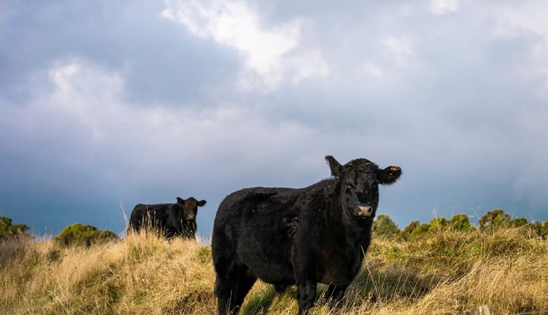 Erfðagalli í Angus-nautum