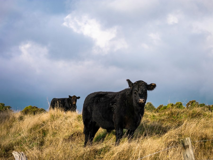Erfðagallinn birtist eingöngu í nautum, ekki kvígum.
