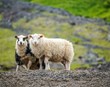 67,5 milljónum úthlutað
