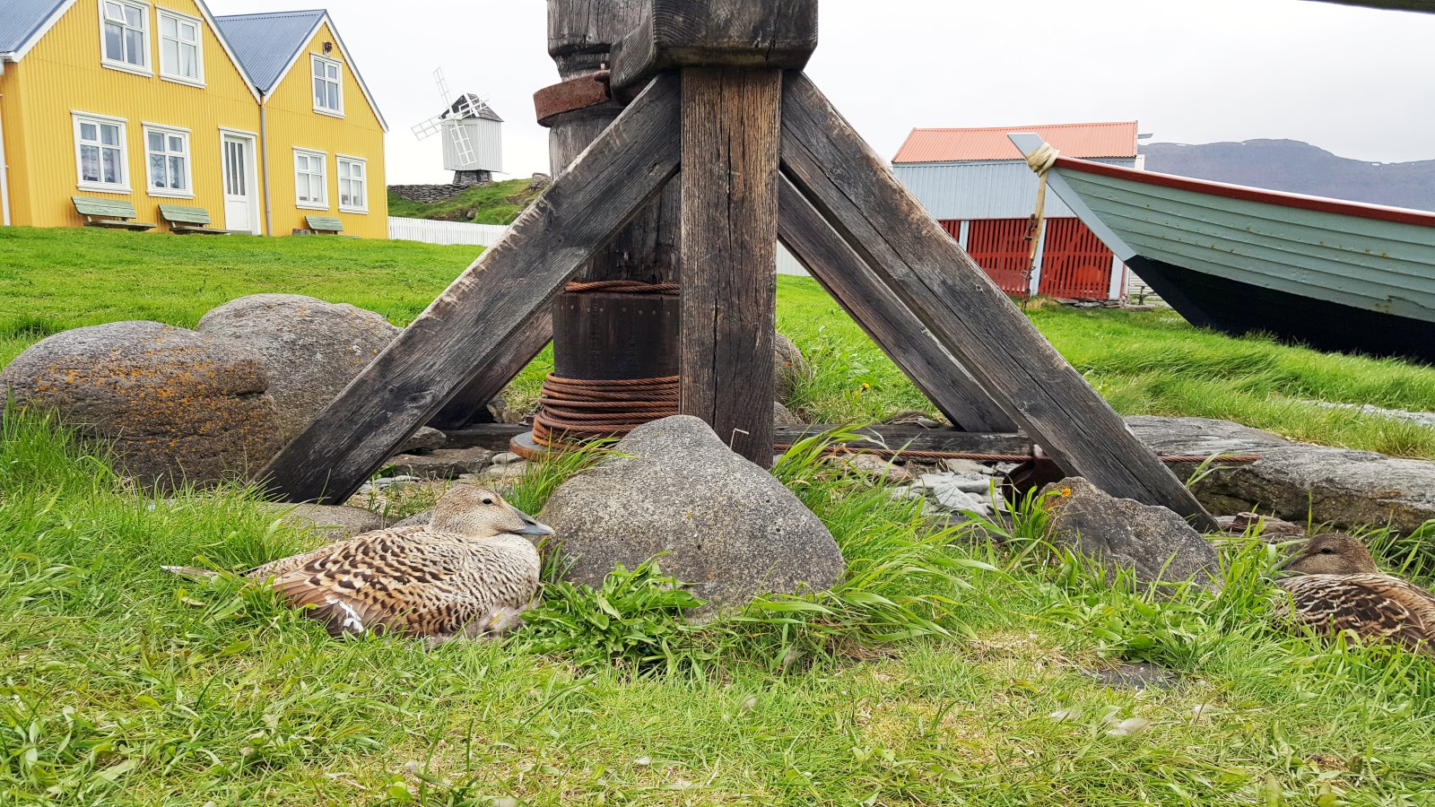 Væta hefur aftrað dúntekju hjá Vigurbændum